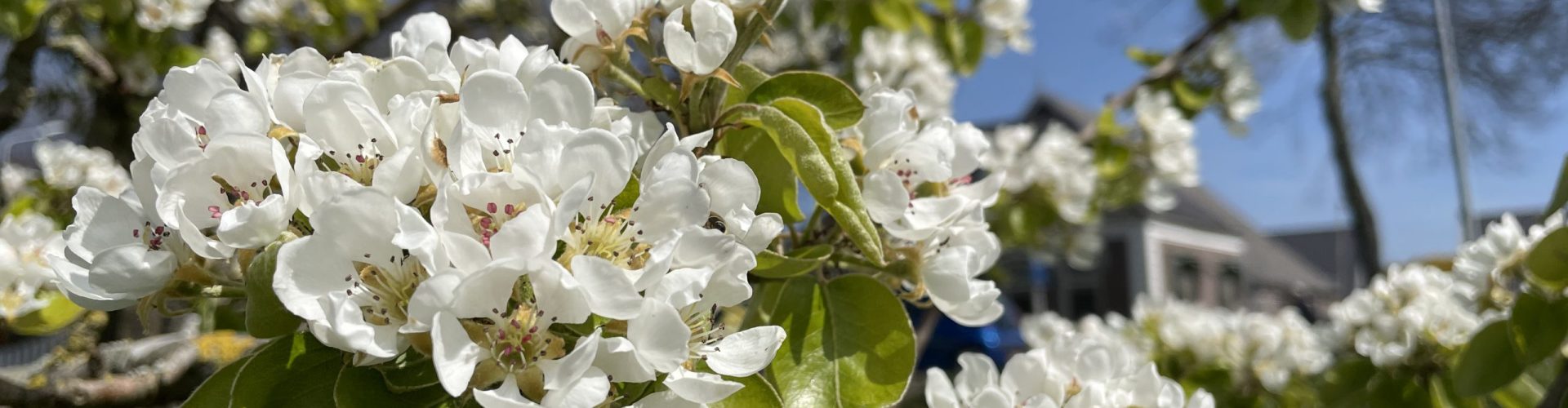 Bloesems bij BCB IMG_1821