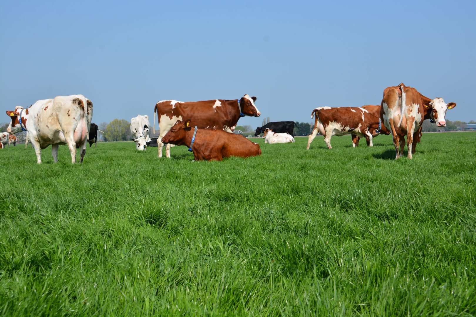 Koeien bij Koezicht Westbeemster