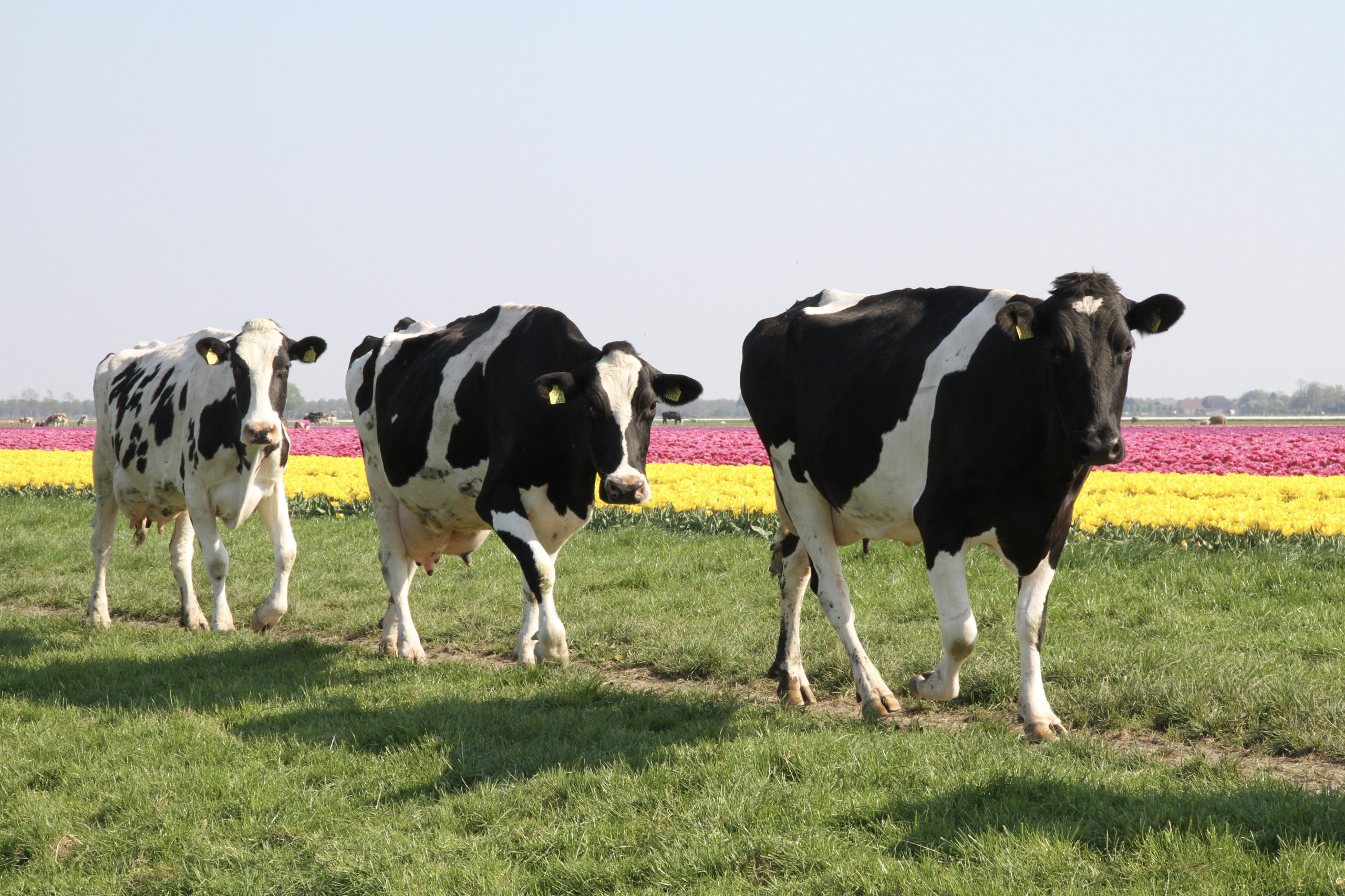 Beemster koeien bolleveld
