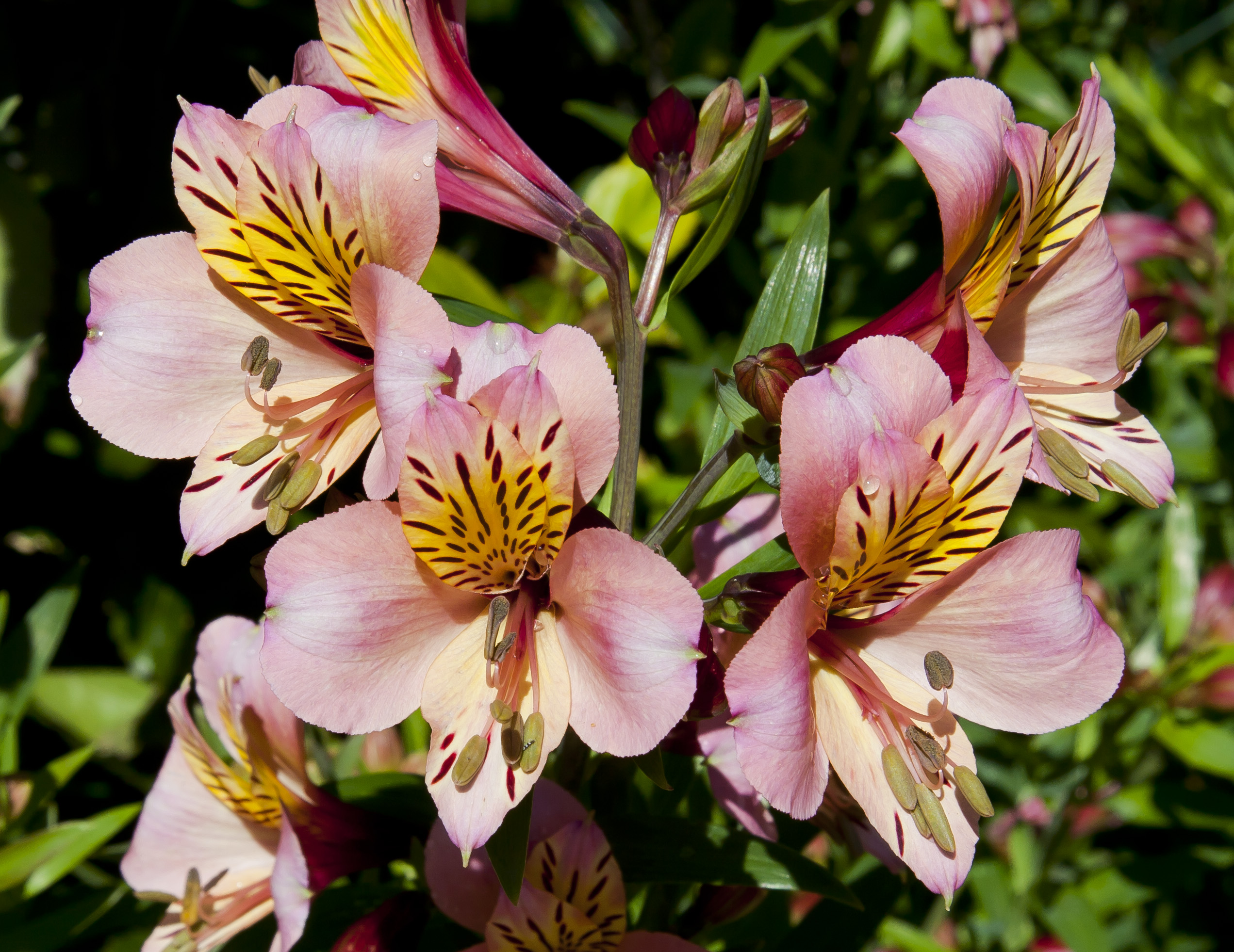 Alstroemeria of Incalelie