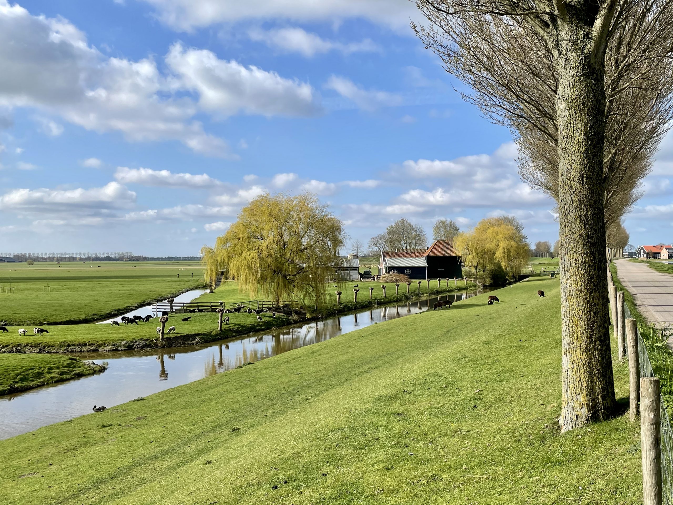 Westdijk Over de Rijp IMG_1797