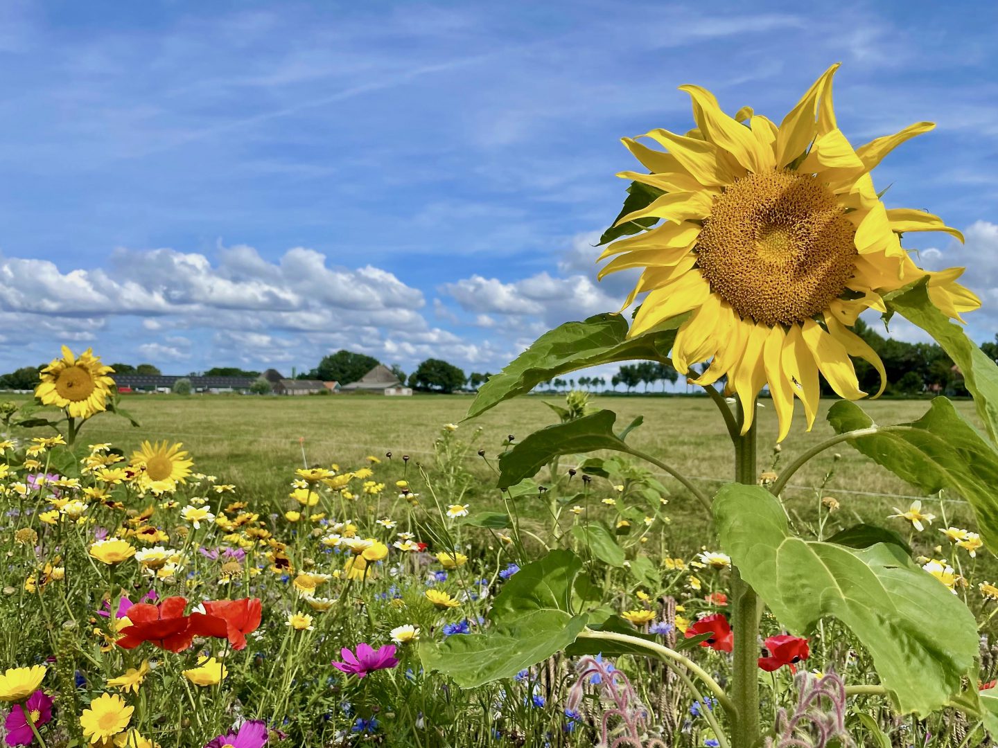 Bijenlint met zonnebloem en weids polderlandscha[