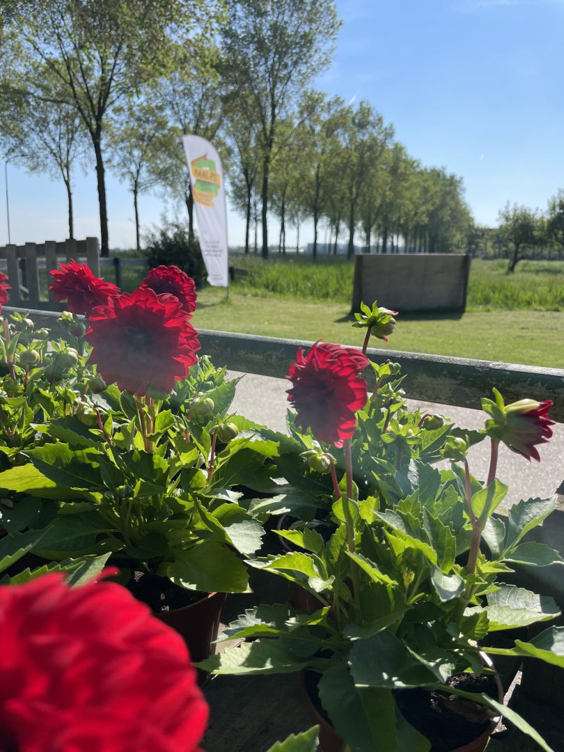 Rode dahlias bij Beemster pompoen en bloem