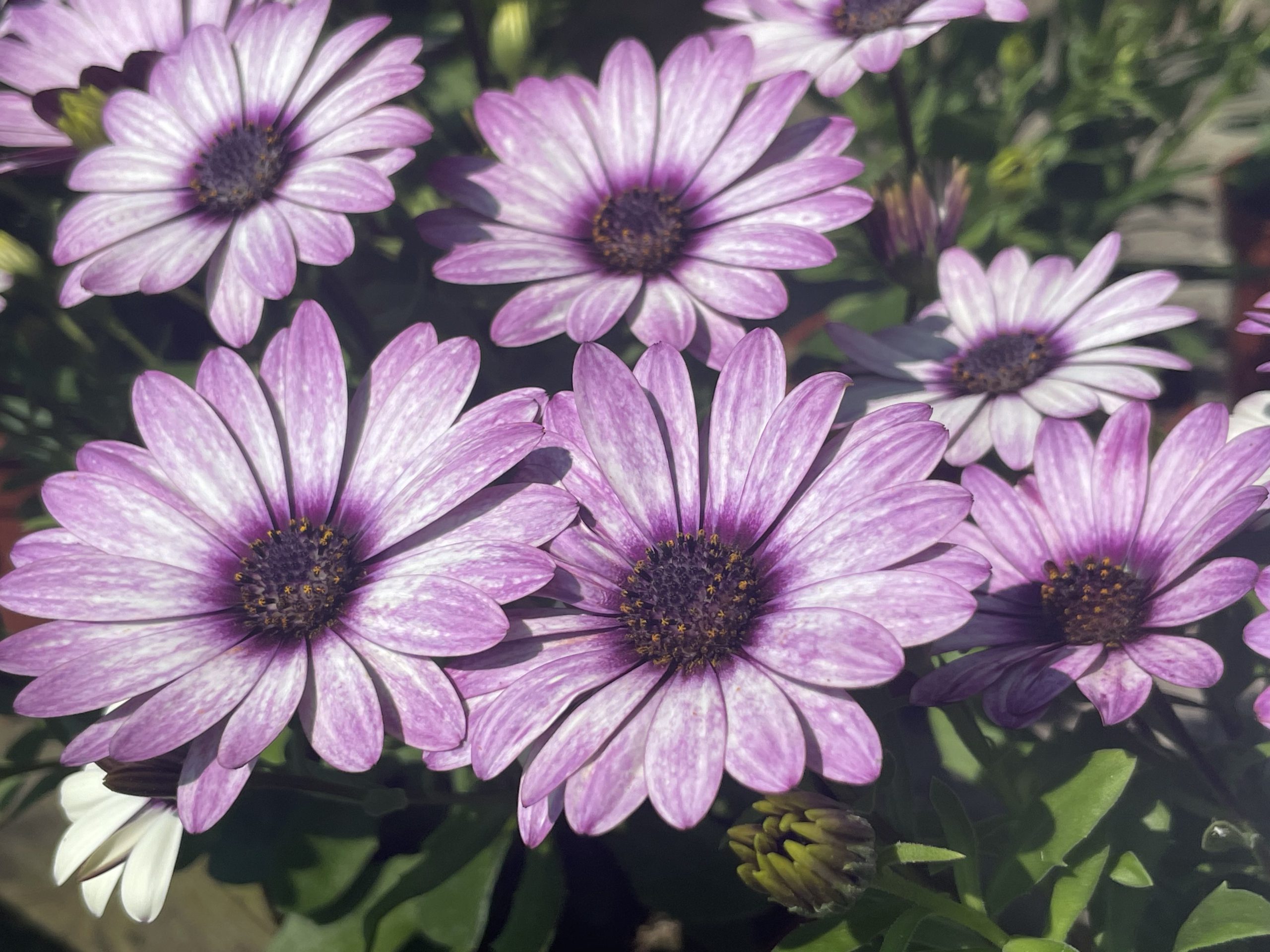 Beemster pompoen en bloem