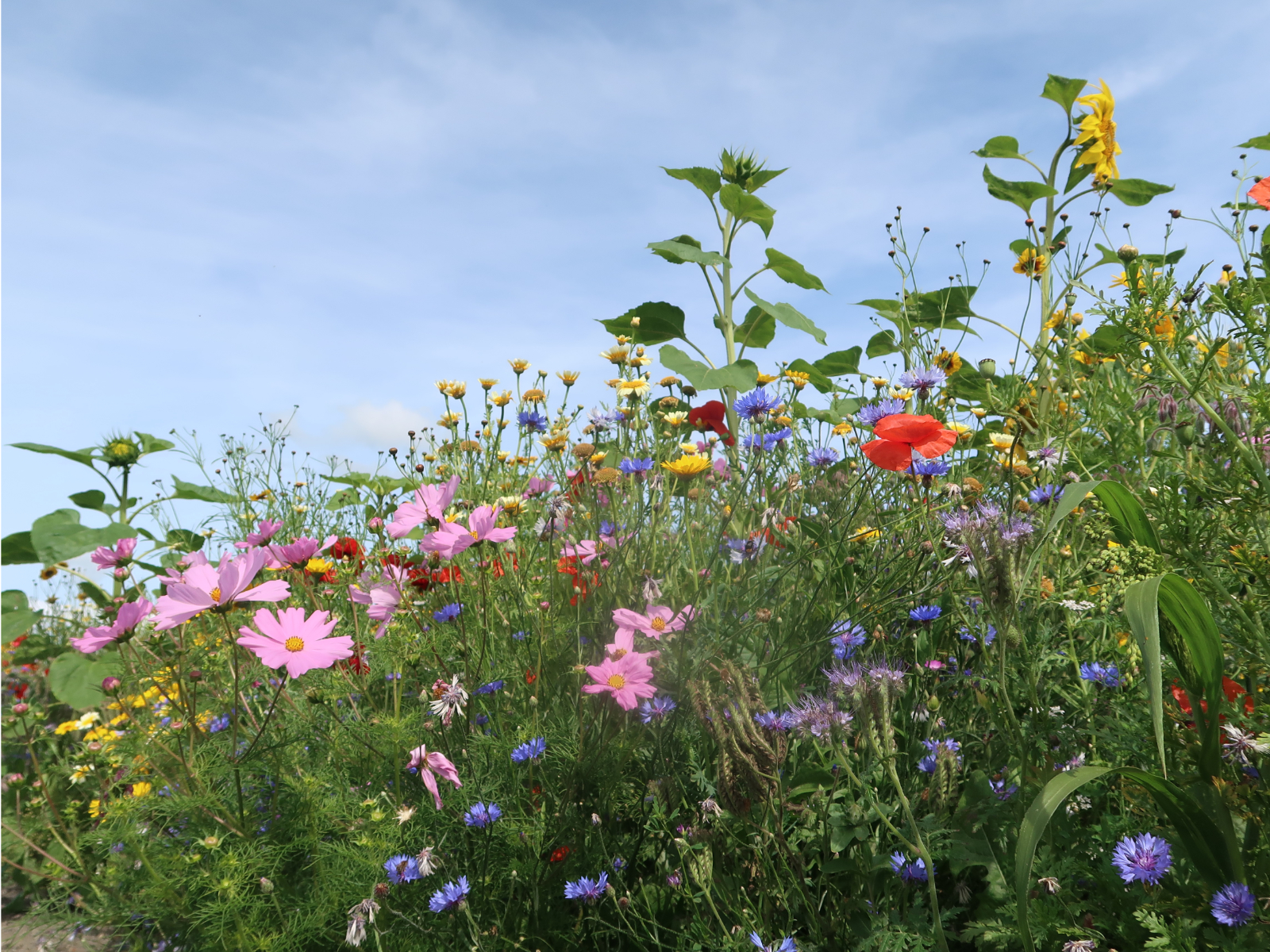 Bijenlint langs akker