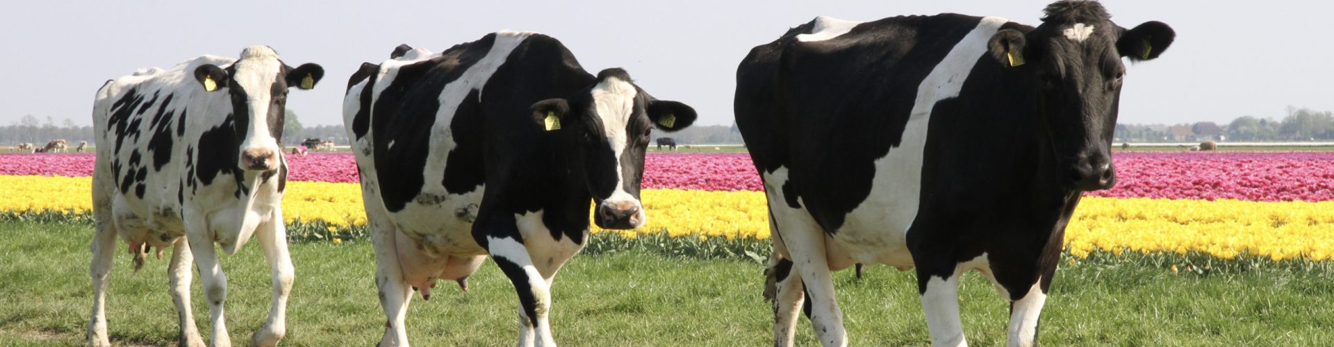 Beemster koeien bolleveld