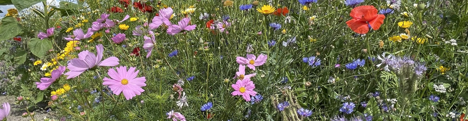Foto wilde bloemenrand langs akker