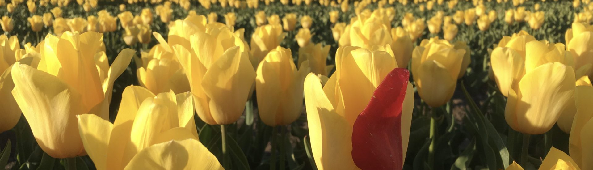 Tulpen geel IMG_4775