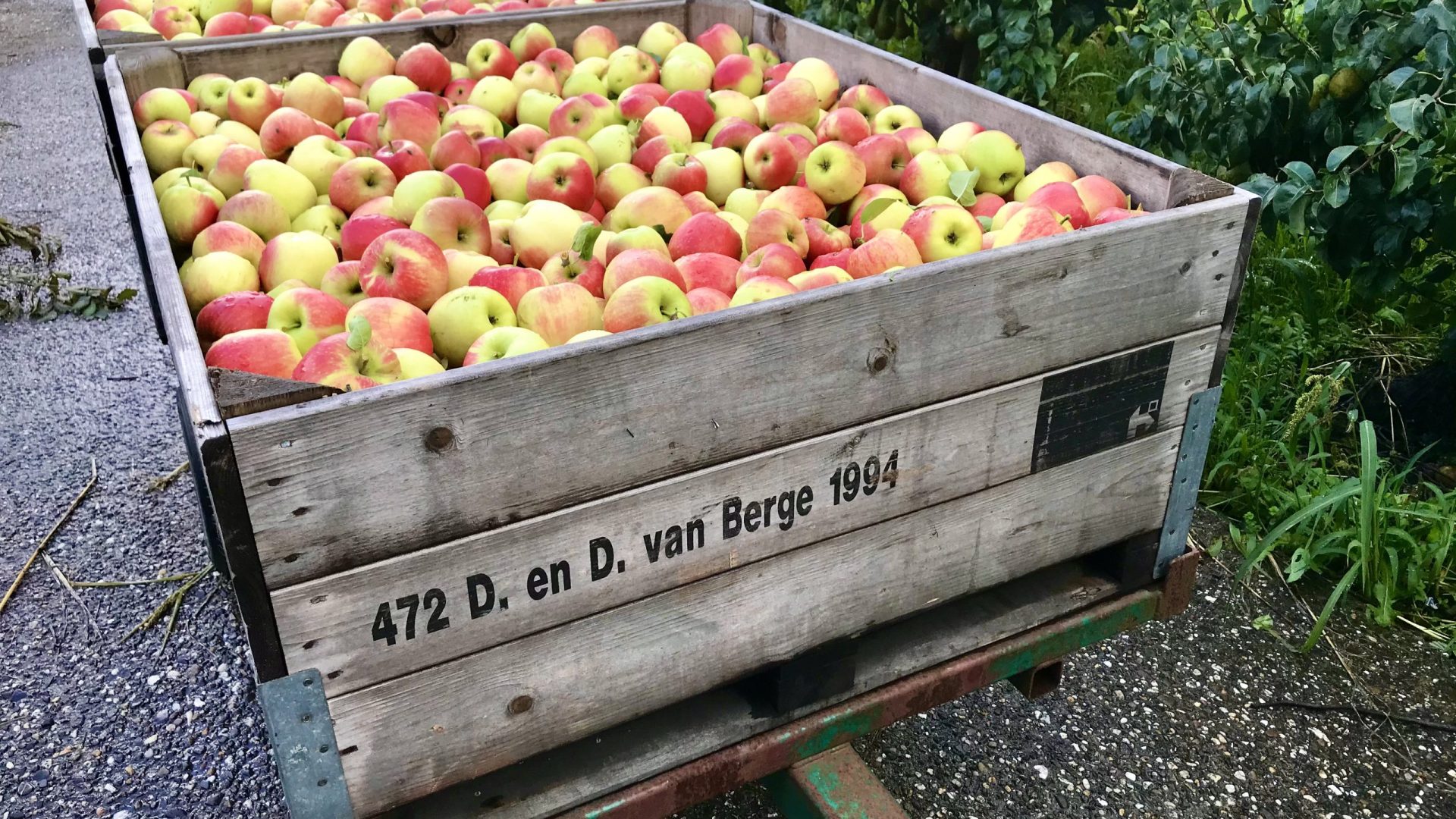 eerlijk en Heerlijk appeloogst IMG_5578