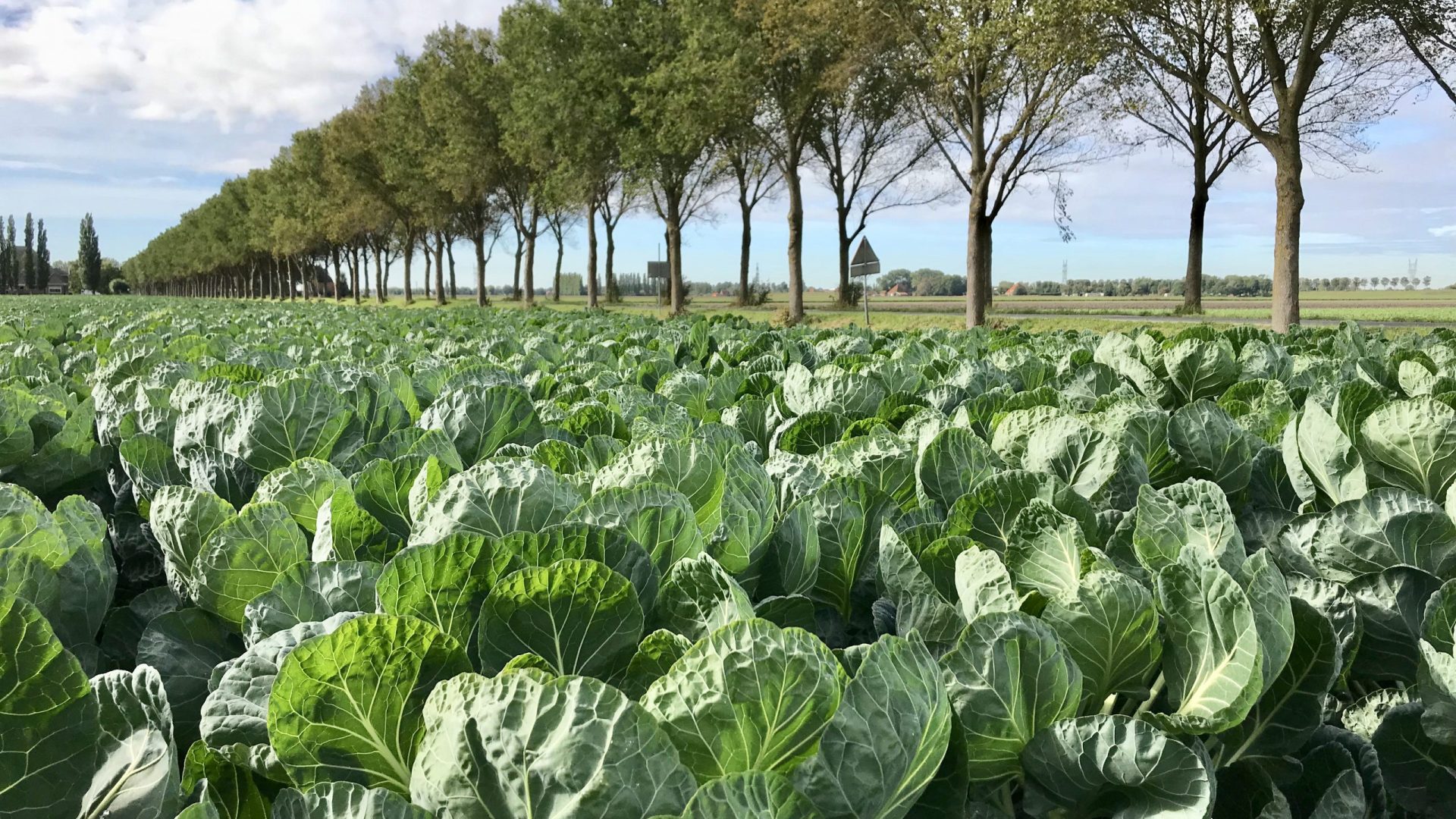 Vollebregt spruiten IMG_5763