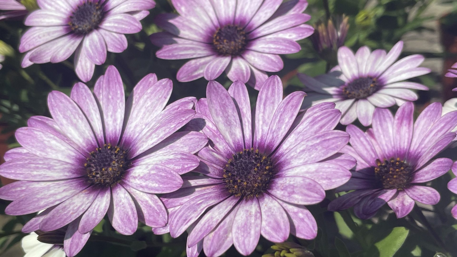 Beemster pompoen en bloem