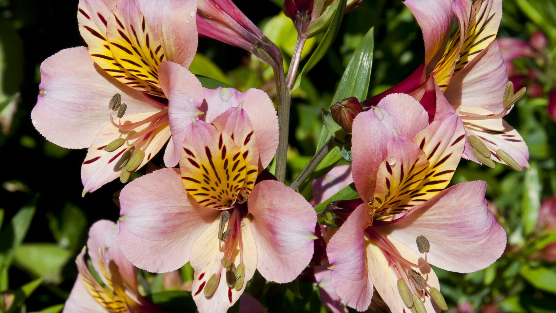 Alstroemeria of Incalelie