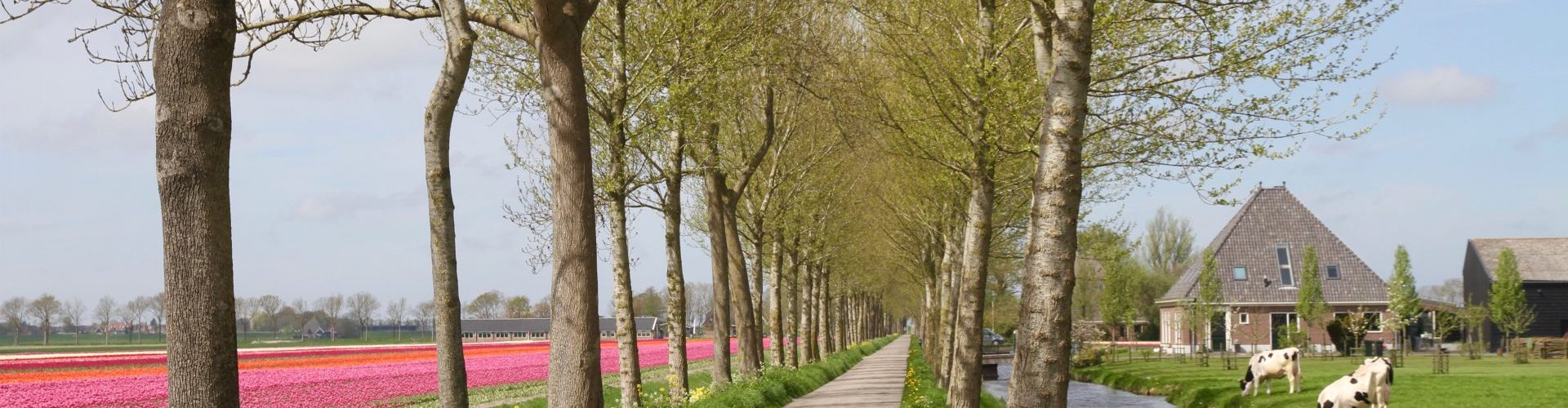 Beemster Vrouwenweg bomen bollen koeien stolpboerderij Beemster Vrouwenweg bomenrij stolp koeien bollen