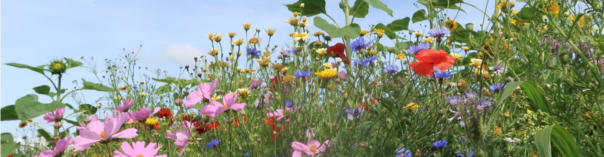 Bijenlint langs akker