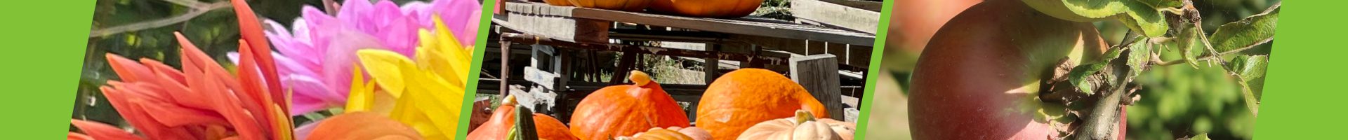 Hersft bloemen pompoenen appels