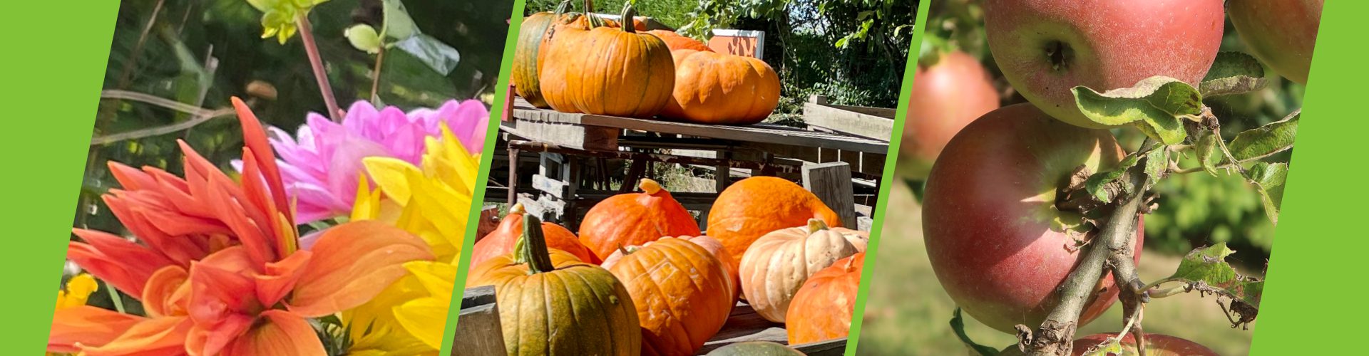 Hersft bloemen pompoenen appels